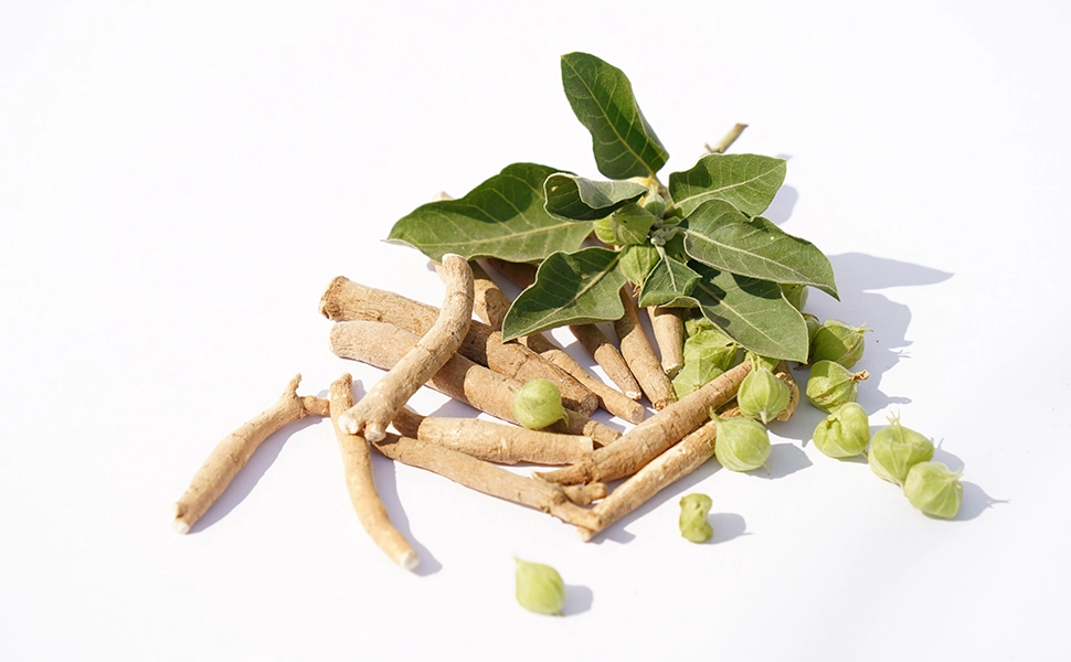 ashwagandha-pour-le-sommeil-et-endormissement